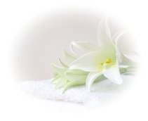 serviette plus